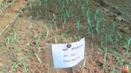 धनकुटामा कोदो खेती विस्तारका लागि वैज्ञानिक परीक्षण