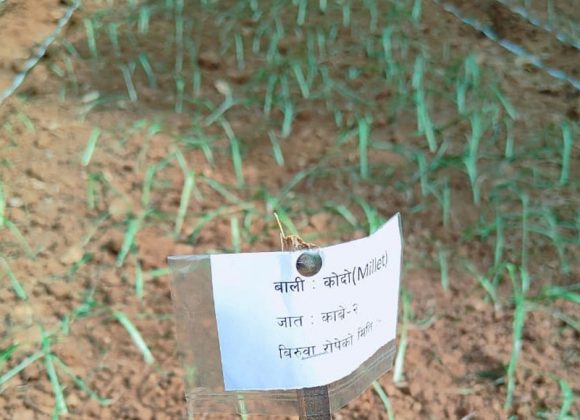 धनकुटामा कोदो खेती विस्तारका लागि वैज्ञानिक परीक्षण