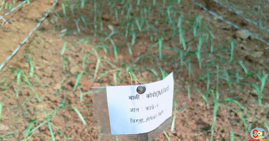 धनकुटामा कोदो खेती विस्तारका लागि वैज्ञानिक परीक्षण