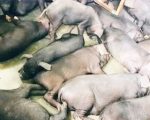 मोरङबाट भारततर्फ तस्करी गर्न लागिएका सुँगुरका पाठा बरामद