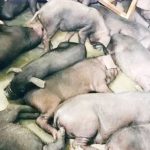 मोरङबाट भारततर्फ तस्करी गर्न लागिएका सुँगुरका पाठा बरामद
