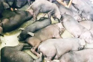 मोरङबाट भारततर्फ तस्करी गर्न लागिएका सुँगुरका पाठा बरामद