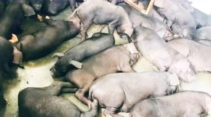 मोरङबाट भारततर्फ तस्करी गर्न लागिएका सुँगुरका पाठा बरामद