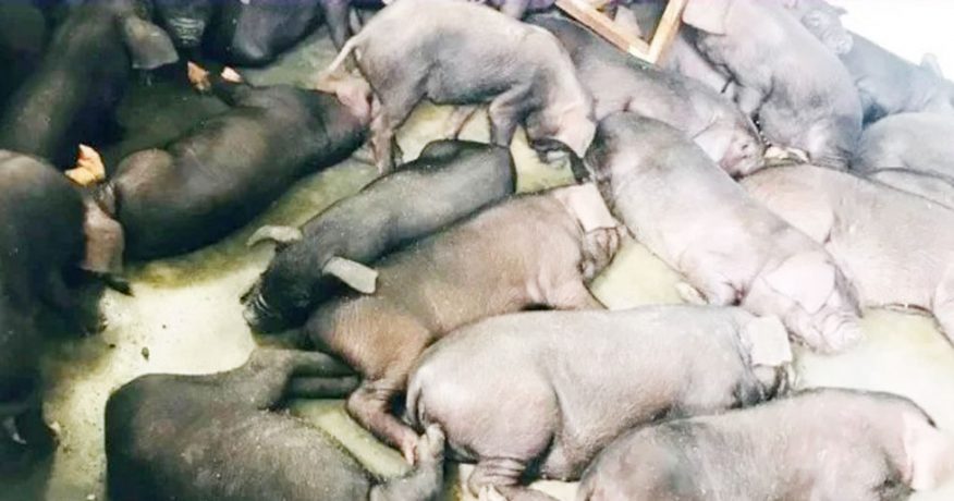 मोरङबाट भारततर्फ तस्करी गर्न लागिएका सुँगुरका पाठा बरामद