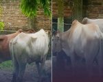 मोरङबाट तस्करी गरेर भारत लैजाँदै गरेका गोरु प्रहरीको नियन्त्रणमा