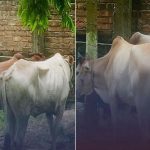 मोरङबाट तस्करी गरेर भारत लैजाँदै गरेका गोरु प्रहरीको नियन्त्रणमा