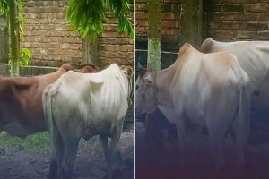 मोरङबाट तस्करी गरेर भारत लैजाँदै गरेका गोरु प्रहरीको नियन्त्रणमा