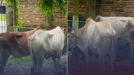 मोरङबाट तस्करी गरेर भारत लैजाँदै गरेका गोरु प्रहरीको नियन्त्रणमा