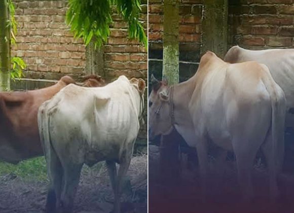 मोरङबाट तस्करी गरेर भारत लैजाँदै गरेका गोरु प्रहरीको नियन्त्रणमा