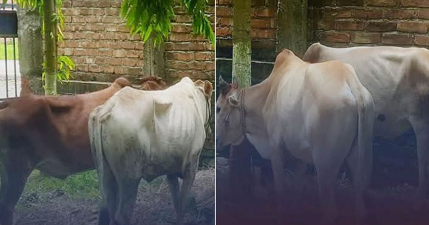 मोरङबाट तस्करी गरेर भारत लैजाँदै गरेका गोरु प्रहरीको नियन्त्रणमा
