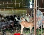विराटनगरमा सडक पेटीमा छाडिएका बाख्रा नगरप्रहरीको नियन्त्रणमा
