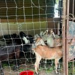 विराटनगरमा सडक पेटीमा छाडिएका बाख्रा नगरप्रहरीको नियन्त्रणमा