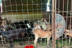 विराटनगरमा सडक पेटीमा छाडिएका बाख्रा नगरप्रहरीको नियन्त्रणमा