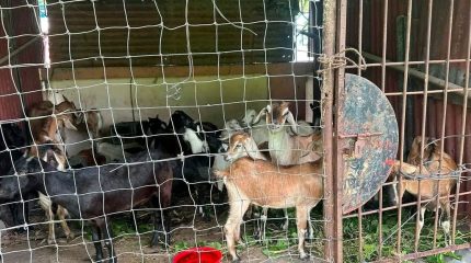 विराटनगरमा सडक पेटीमा छाडिएका बाख्रा नगरप्रहरीको नियन्त्रणमा