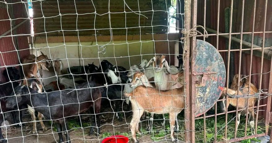 विराटनगरमा सडक पेटीमा छाडिएका बाख्रा नगरप्रहरीको नियन्त्रणमा