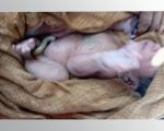 विराटनगरमा धानखेतभित्र भेटियो सालनालसहितको शिशु