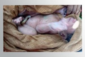 विराटनगरमा धानखेतभित्र भेटियो सालनालसहितको शिशु