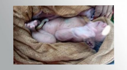 विराटनगरमा धानखेतभित्र भेटियो सालनालसहितको शिशु