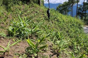 धनकुटामा सडक छेउको खाली जग्गामा बेसार खेती बिस्तार