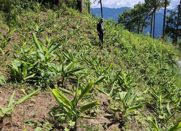 धनकुटामा सडक छेउको खाली जग्गामा बेसार खेती बिस्तार