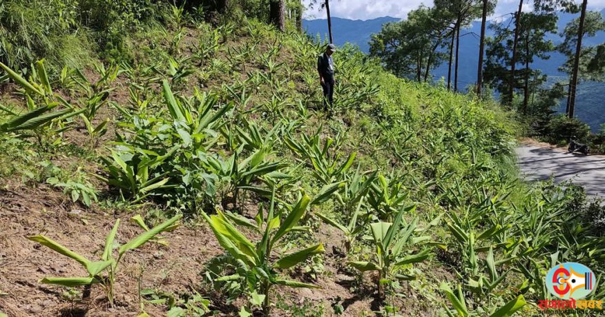 धनकुटामा सडक छेउको खाली जग्गामा बेसार खेती बिस्तार