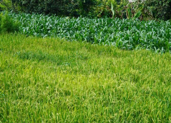 पाखोबारीमा धान खेती हुनथालेपछी धनकुटाको बेलहराका कृषक उत्साहित