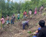 धनकुटाको मार्गथान क्षेत्रमा रोपियो २ हजार बिरुवा