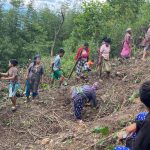 धनकुटाको मार्गथान क्षेत्रमा रोपियो २ हजार बिरुवा