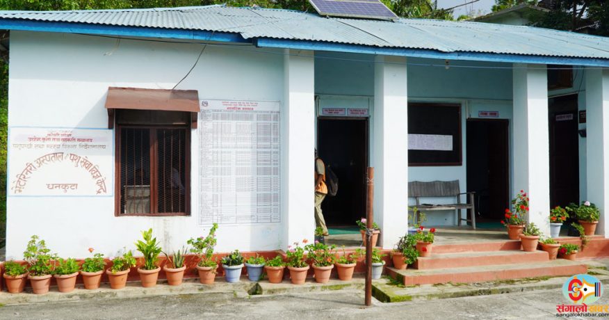 धनकुटामा ५४ हजार बढी पशुचौपायालाई खोरेत विरुद्धको खोप लगाइने
