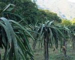 धनकुटाका भण्डारी ड्रागन खेतीबाट मनग्य आम्दानी गर्दै
