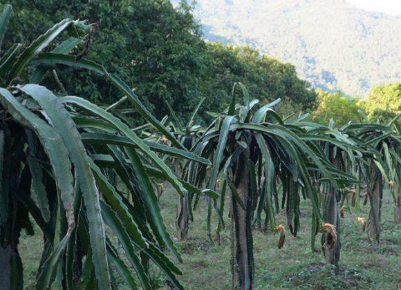 धनकुटाका भण्डारी ड्रागन खेतीबाट मनग्य आम्दानी गर्दै
