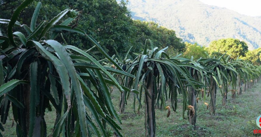 धनकुटाका भण्डारी ड्रागन खेतीबाट मनग्य आम्दानी गर्दै