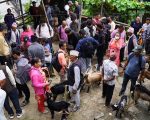 धनकुटामा खसीबोका किनबेच गर्नेको घुइँचो
