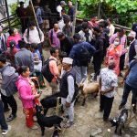 धनकुटामा खसीबोका किनबेच गर्नेको घुइँचो