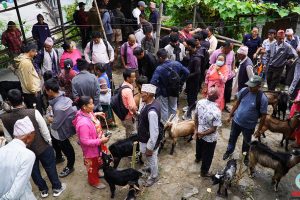 धनकुटामा खसीबोका किनबेच गर्नेको घुइँचो