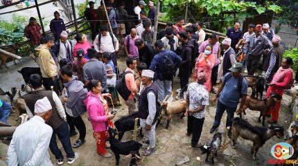 धनकुटामा खसीबोका किनबेच गर्नेको घुइँचो