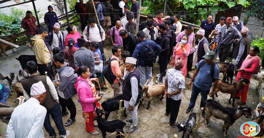 धनकुटामा खसीबोका किनबेच गर्नेको घुइँचो