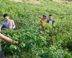 धनकुटाका थापा विदेशबाट फर्किएपछि खोर्सानी खेतीमा आकर्षित