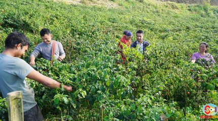धनकुटाका थापा विदेशबाट फर्किएपछि खोर्सानी खेतीमा आकर्षित