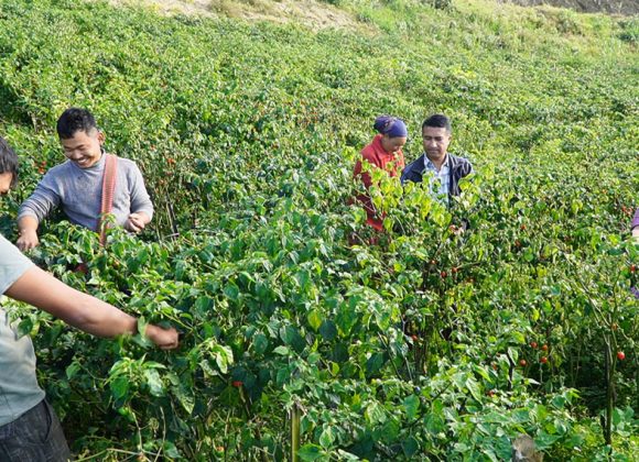 धनकुटाका थापा विदेशबाट फर्किएपछि खोर्सानी खेतीमा आकर्षित