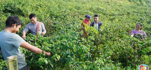 धनकुटाका थापा विदेशबाट फर्किएपछि खोर्सानी खेतीमा आकर्षित
