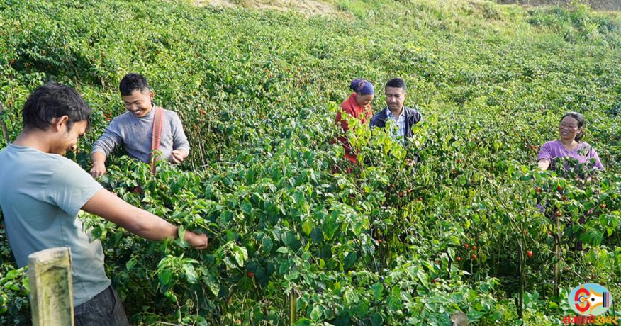 धनकुटाका थापा विदेशबाट फर्किएपछि खोर्सानी खेतीमा आकर्षित