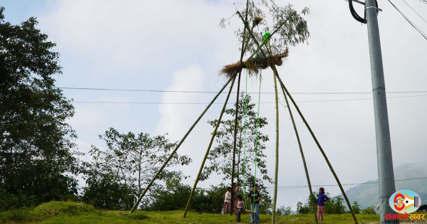 धनकुटामा घट्दै पिङको रौनकता : लोप हुँदै गएको मौलिक संस्कृति जोगाउन चुनौती