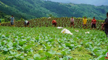 तरकारी खेतीबाट काँचुली फेर्दै धनकुटाका किसान : एक वर्षमा ८ अर्बको उत्पादन