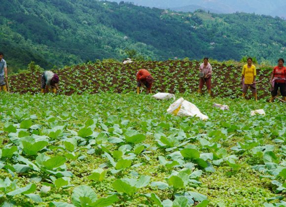 तरकारी खेतीबाट काँचुली फेर्दै धनकुटाका किसान : एक वर्षमा ८ अर्बको उत्पादन